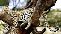 7-Day Kenya Tanzania Wonder Safari