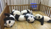 Small Group Half Day Chengdu Panda Breeding Center Tour