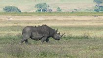 Ngorongoro Crater Day Tour From Moshi
