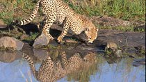 Nairobi National Park Tour