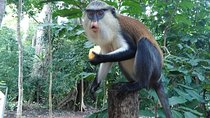 2 Days (1 night) Volta Region Waterfalls and Hiking private Tour