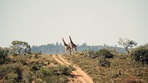7 days Kenya Masai Mara Amboseli and Lake Nakuru Joining tour 