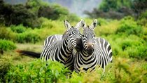12 Days Kenya Tanzania wildlife Joining Tour 