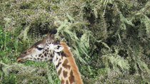 3 days Tanzania Camping Safari