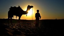 Camel Ride & Barbeque Dinner at the Pyramids