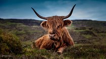 Aberdeenshire Castles Cows and Whisky Private Day Trip