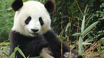 Zoo Of Beauval - Private Trip