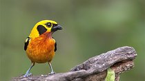 7-Day Amazon Adventure: Manu Reserved Zone & Macaw Clay Lick