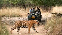 8 Days Golden Triangle Tour with Ranthambore & Udaipur Tour