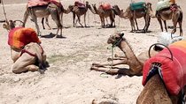 Sunset camel ride Agafay desert Marrakech
