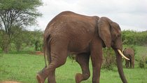 Tanzania Wildlife Safari - Tarangire | Serengeti and Ngorongoro Crater 