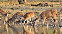Jaipur: Ranthambore National Park- 4 hour Jeep or Canter Safari