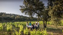 Ronda Private Full Day Wine Tour