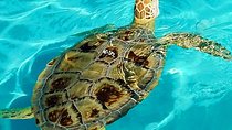 Turtle Hospital and Key Deer