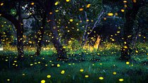 Glowing Fireflies & River Of Life Tour