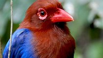 Sinharaja Rain Forest 2 Day Birding Excursion