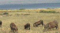 3 Day Murchison Falls NP Wildlife Tour, Chimps & Rhino Tracking. 