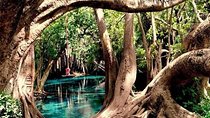 Kikuletwa Hot springs day trip