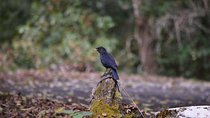 Bird Watching Tour