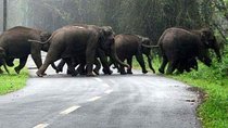 Ranthambore Tour with Kanha and Bandhavgarh 