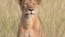 Mambo Gorilla Safaris, is an African based Tour Agency, offering the best ever