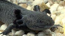 Axolotl Tour from CDMX