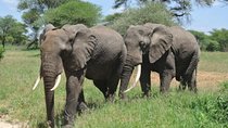 Arusha National Park 4 Days