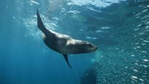 2 Tank Tour in Cabo San Lucas Reserve, Certified Divers with MANTA
