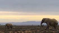 Cape Town Safari Transfers 