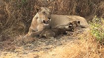 2 Days 1 Night Mikumi National Park