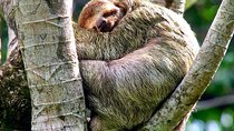 Manuel Antonio National park afternoon wildlife experience 