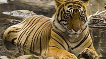 3N/4D Private Wildlife & Taj Mahal Tour from Jaipur