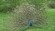 Evening Private Safari at Bundala Park by La Safari Inn Tours 