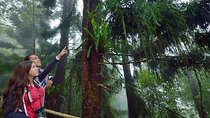 Kinabalu Park Tour With Poring Hot Springs From Kota Kinabalu