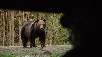 Bear watching in the Land of Volcanoes