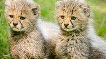 3 Days Masai Mara Safari