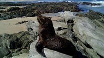 Guided Marine Walk: - Sardinia Bay (Marine Protected Area) - 3 hours