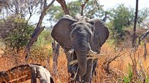 3 Days Amboseli Safari
