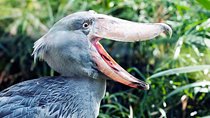 Bird Watching Zambia