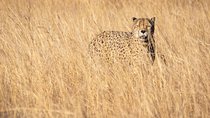 3 Days Tsavo East Safari