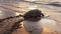 Turtle Nesting Night Tour