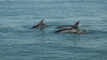 Dolphin Encounter
