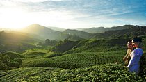 Private Nature Trip to Cameron Highlands from Kuala Lumpur