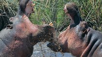 Group Safari 7 Days in Tanzania's Main Parks