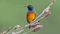 Birdwatching in Cape Town