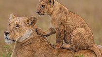 4 days Maasai Mara-Nakuru Mid-Range