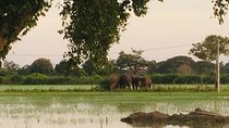 09 Day Explore Sri Lanka