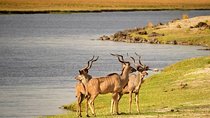 Chobe Day Trip from Victoria Falls