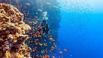  Ras Mohamed Snorkeling By Bus In Sharm El Sheikh 