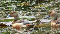 Bird watching in Colombo Wetlands- Guided Bird Walks